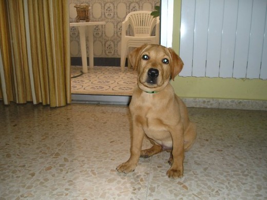 nerón sentado en en salon