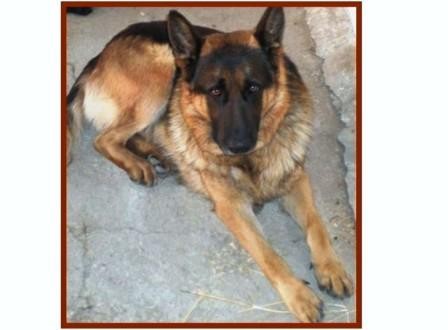 “PEDRO” SE HA PERDIDO:
Pastor alemán que responde por el nombre de Pedro se perdió el miércoles 21 de abril por la zona de Coín (Málaga). Pedro es un Pastor Alemán, bastante grande y sociable. Está enfermo y necesita medicación diaria. La familia está muy preocupada por él. Tenemos la sospecha de que alguien haya podido cogerlo y por eso os pedimos ayuda para estar atentos por si veis o escucháis algo, que nos pueda dar una pista sobre su situación. Si sabéis algo, llamad a cualquiera de los siguientes números 675 661 116 - 658 900 600 - 610 397 027. Gracias.
“PEDRO” SE HA PERDIDO:
Pastor alemán que responde por el nombre de Pedro se perdió el miércoles 21 de abril por la zona de Coín (Málaga). Pedro es un Pastor Alemán, bastante grande y sociable. Está enfermo y necesita medicación diaria. La familia está muy preocupada por él. Tenemos la sospecha de que alguien haya podido cogerlo y por eso os pedimos ayuda para estar atentos por si veis o escucháis algo, que nos pueda dar una pista sobre su situación. Si sabéis algo, llamad a cualquiera de los siguientes números 675 661 116 - 658 900 600 - 610 397 027. Gracias.