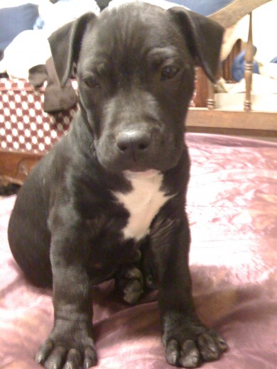 mi pitbul MAX con casi 2 meses mi pitbul MAX con casi 2 meses