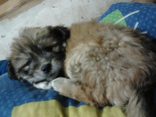 ella es mi perrita hachika