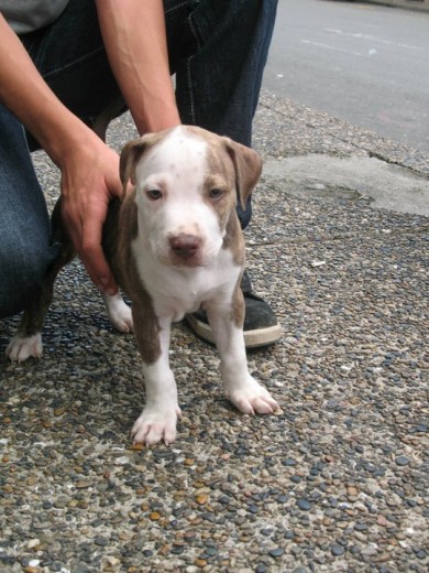 en  caminata  american pitbull  terrier