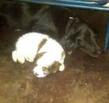 la negra es mi bella e inteligente Golden retriven sasha y el blanco es un puder tambien mio se llama Kassius los amo a los 2 :) la negra es mi bella e inteligente Golden retriven sasha y el blanco es un puder tambien mio se llama Kassius los amo a los 2 :)