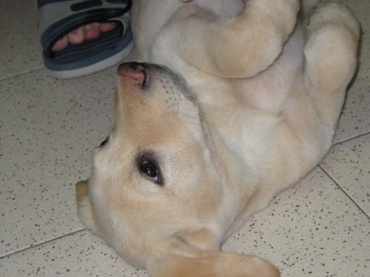 Joey con 3 meses esperando cosquillas en la tripa.