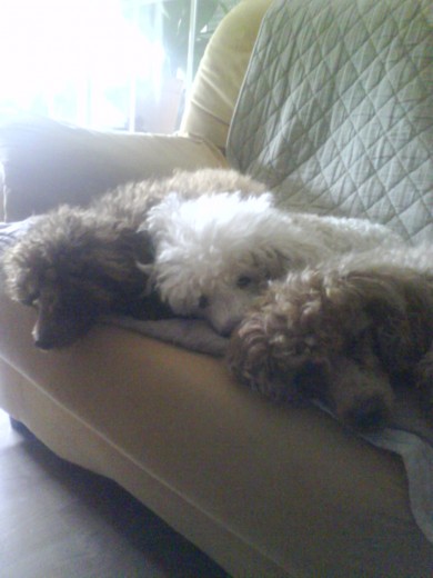 hechando la siesta