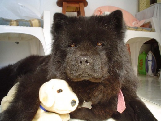Kimba es una perrita muy obediente, cariñosa y fiel Kimba es una perrita muy obediente, cariñosa y fiel