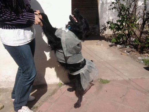 Esta es Kiara con el conjunto que yo le hice.
