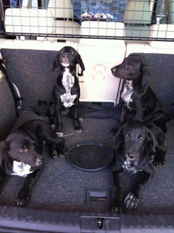 Estos 4 perritos se han encontrado en Valencia, son dos machos y dos hembras, si estas interesado ena doptar o acoger, escribeme a MartaCrue@gmail.com o llama al 722740557. El lunes volverán a la calle porque no podemos tenerlos mas!!por favor, es urgente!!! Estos 4 perritos se han encontrado en Valencia, son dos machos y dos hembras, si estas interesado ena doptar o acoger, escribeme a MartaCrue@gmail.com o llama al 722740557. El lunes volverán a la calle porque no podemos tenerlos mas!!por favor, es urgente!!!