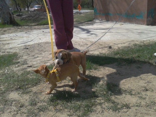 Luca jugando con su prima chihuahua