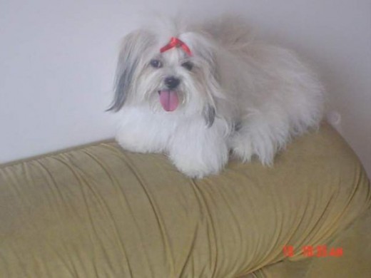 Mi nombre es luna tengo 4 años, me encanta dormir y salir a caminar, soy muy amigable.  hace siete meses tuve 4 perritos, dos de ellos viven conmigo.