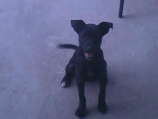 soy Duke....!!!! soy Duke....!!!!