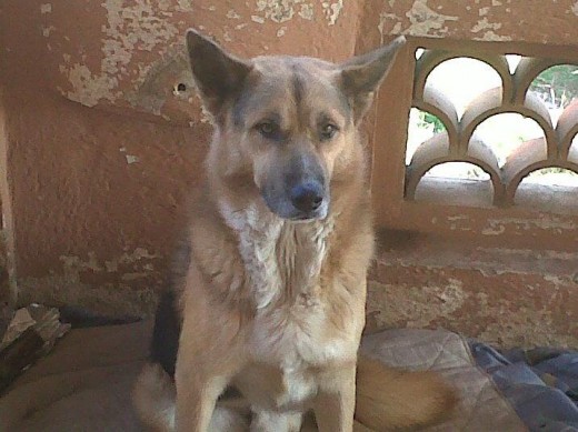 El mejor perro!! El mejor perro!!