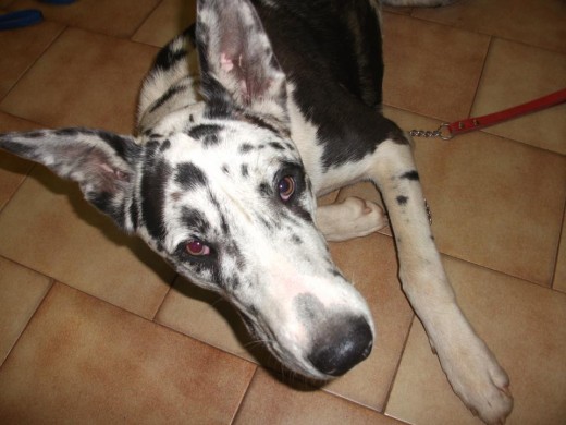 Charlie es un perro mestizo, cruce de gran danes. Es de tamaño grande. Fue encontrado en la calle cuando era tan solo un cachorro. Necesita adopción.