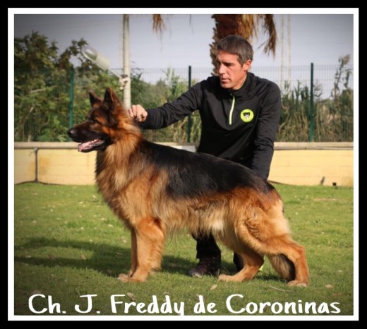 Freddy de Coroninas, al que llamamos familiarmente:"Danko"!! Es nuestro semental y niño mimado de la casa!! Tiene 2 años!  
Es campeón de España Joven en 2015 por la RSCE.
Y para nosotros el mejor del mundo!! Porque es un bonachón, ya que es cariñoso a rabiar! No sé qué haría sin el! El mi amor peludo!❤️❤️