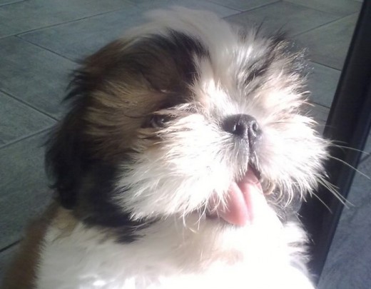 Gizmo feliz! Gizmo feliz!