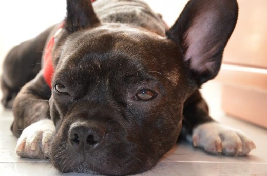 Piston es una mezcla de Bull dog frances y Staffordshire bull terrier. Tiene 6 años Piston es una mezcla de Bull dog frances y Staffordshire bull terrier. Tiene 6 años