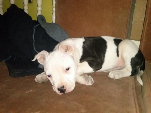 Es muy jugueton, tiene 2 Meses, le gusta jugar con mi otro perro boxer, Muy cargado. pero lo amamos igual 