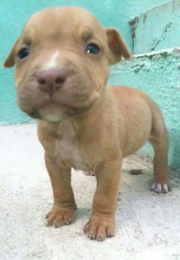 No es APBT es PITBULL RED NOSE pero no sale la raza en sí solo APBT, pero lo amo♥.♥ esa foto es cuando tenia un mes*-*
