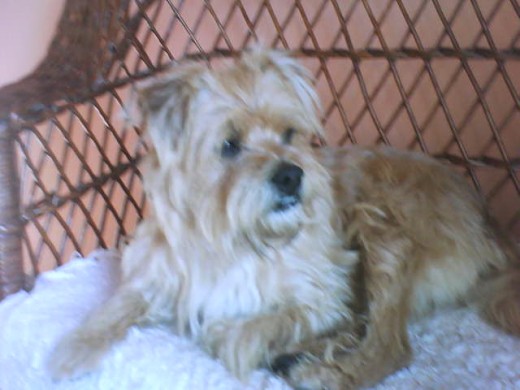 ¡Aquí está mi perro en su sillón favorito de la casa!
