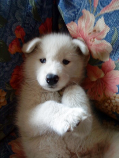 este es mi kachorro shiro este es mi kachorro shiro