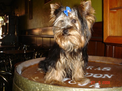 mi peke toy, muy chikitin, sociable y jugueton. mi peke toy, muy chikitin, sociable y jugueton.