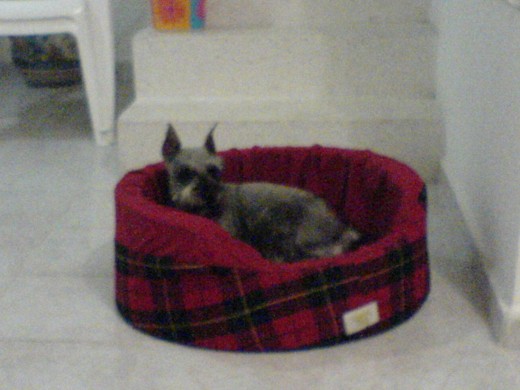 aqui les presento a BIGOS mi perrito.
aqui les presento a BIGOS mi perrito.