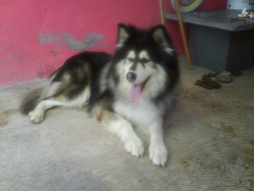 aki esta mi laskan malamute bn atento :p aki esta mi laskan malamute bn atento :p