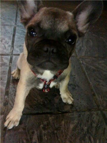Esta es Naia, mi perrita que murio enferma por una enfermedad congenita en el estomago, vendida por hiper puppys barcelona.Esperando se hagan cargo de algo.....