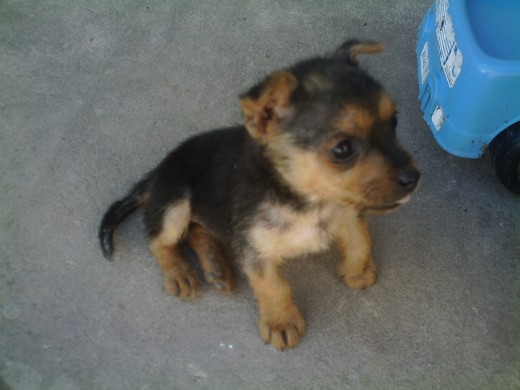 ●๋• MIA ●๋•  Hermosa engreida y orgullosa!!
Mimosa, dulce y sobre todo muuy agradecida.-