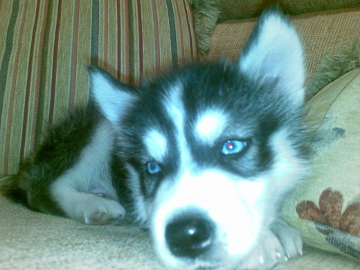 Os presento a Kun nacio el 13/8/09 es un cachorro de siberian husky Os presento a Kun nacio el 13/8/09 es un cachorro de siberian husky