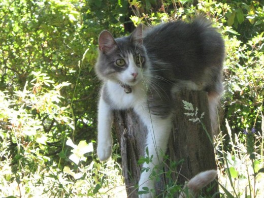 este es timmy feliz de la vida en el campo :)