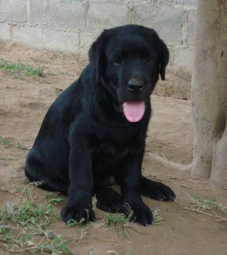 en el criadero.. de cachorrito