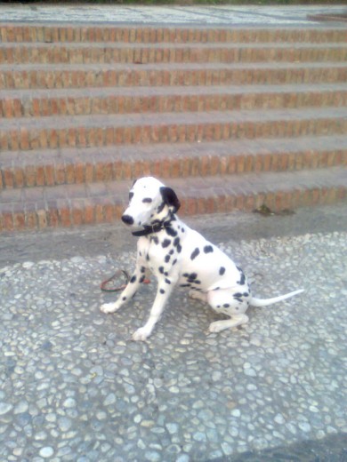 posicion de sentado  perro con problemas de sociabilizacion 