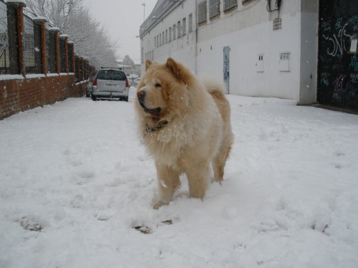 thor en la nieve