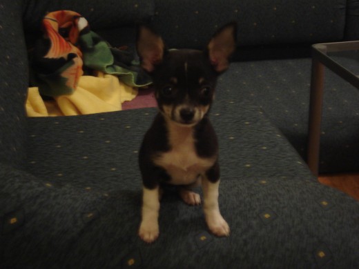 ESTA ES MI PERRITA CON 4 MESES ESTA ES MI PERRITA CON 4 MESES