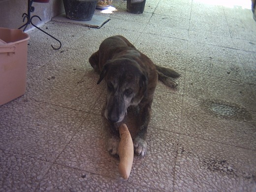 mi gran perro Beethoven, con este perrito me crié, lo quería un montón, siempre te echaremos de menos!