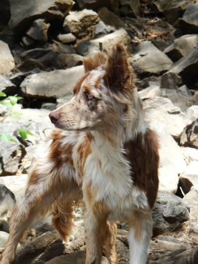 Yago Border Collie