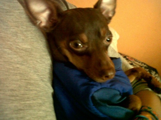 Este es Mi Perro Chiqui; Tiene Dos Años & Medio, Le Gusta Jugar y Peliar, Ladra Mucho, Le Encanta Comer pero No Engorda, Le Fascinan los Niños, y ah Estado con nosotros desde 2 dias antes de cumplir dos Meses, Hay les dejo la foto mas reciente, si alguien esta interezado que me contacte. Este es Mi Perro Chiqui; Tiene Dos Años & Medio, Le Gusta Jugar y Peliar, Ladra Mucho, Le Encanta Comer pero No Engorda, Le Fascinan los Niños, y ah Estado con nosotros desde 2 dias antes de cumplir dos Meses, Hay les dejo la foto mas reciente, si alguien esta interezado que me contacte.