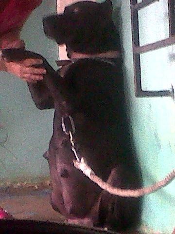 esta es rubi cuando tubo su segundo parto*
es una pitbull muy cariñosa y linda