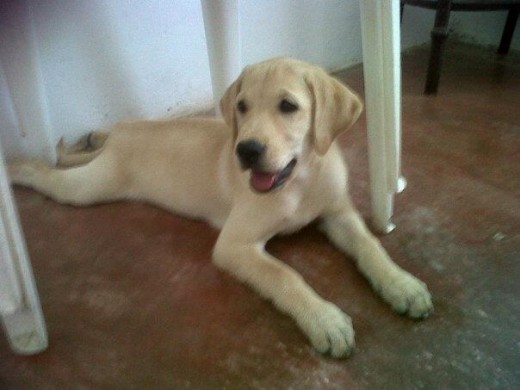 la princesita de la casa la princesita de la casa