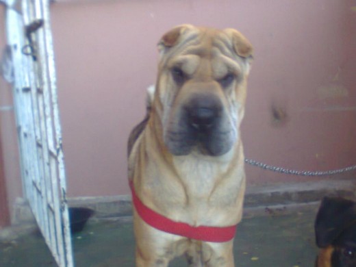 soy un sharpey cachorro de 2 año y 3 meses buen mozo tramquilo