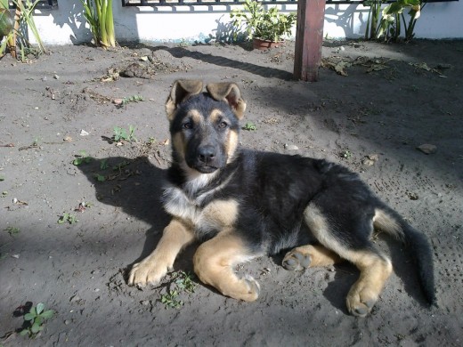 Esta es mi cachorrita linda se llama almendra y tiene 2 meses y medio.