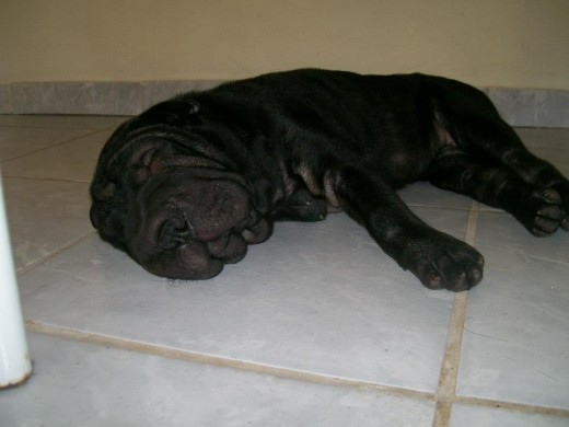 descansando despues de tanto jugar!! descansando despues de tanto jugar!!