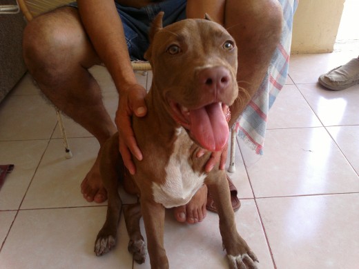 coca es posando pit bull ejemplar