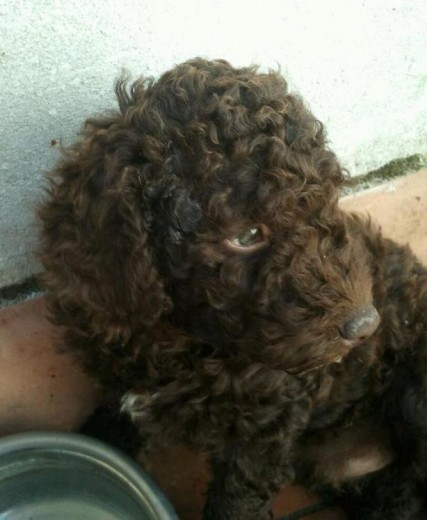 Charlie de dos meses de edad. Charlie de dos meses de edad.