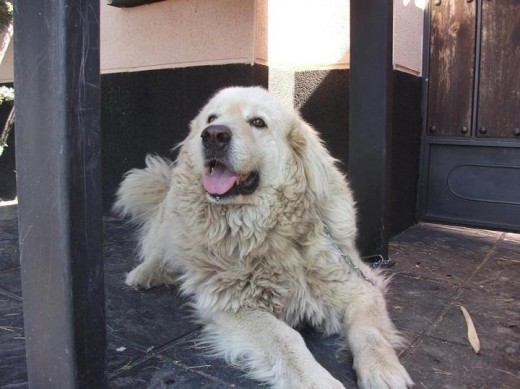 Bob, en la prote. Antes de pelarlo y llegar a casa. Hace unas semanas.