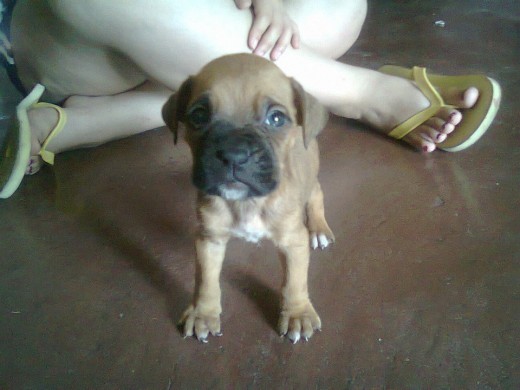 mi perrito hercules tiene 1 mes 9 dias :) 
SI EL DISHO FUERA VERDAD SERIA MAS FUERTE QUE HERCULES(888