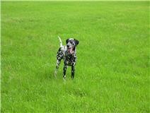 neo  disfrutando el bello   paisaje de Colonia  .   Aquí si puedes disfrutar  viendo correr a tu mascota,  no es como en algunos lugares, que no dejan  hacer nada y siempre te sientes como vigilado.   En vacaciones, mi mascota  SIEMPRE  viaja con nosotros. 