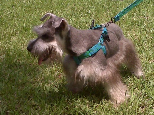 oddie precioso engreido oddie precioso engreido