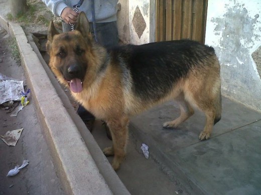 Drako de un año y seis meses Drako de un año y seis meses