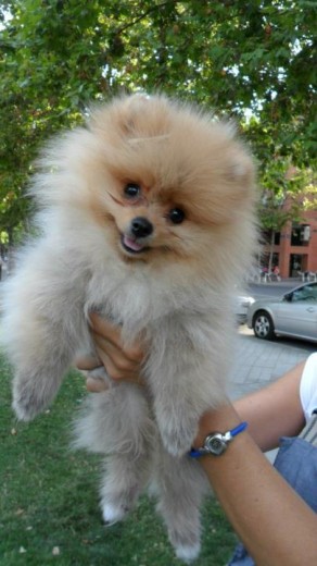 Buffy!! Buffy!!